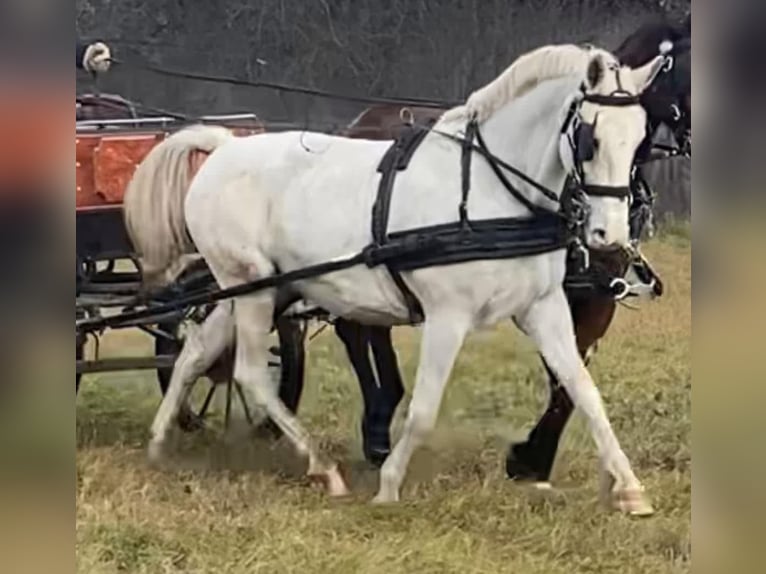 Hungarian Sport Horse Mare 11 years 15,2 hh White in Tass