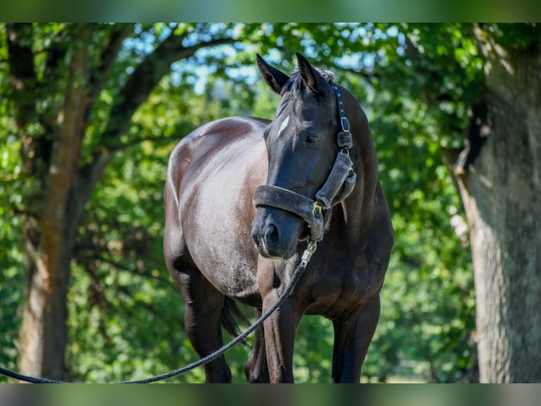 Hungarian Sport Horse Mare 11 years 16.1 hh Black in Tragwein