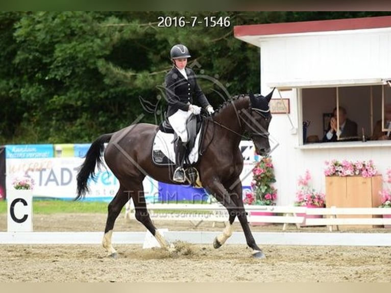 Hungarian Sport Horse Mare 11 years 16.1 hh Black in Tragwein