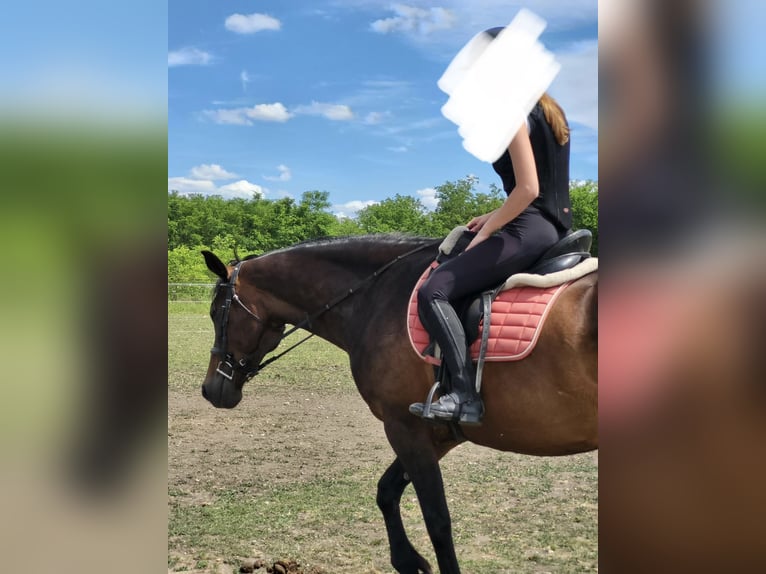 Hungarian Sport Horse Mare 11 years 16.2 hh Bay in Tass