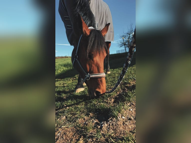 Hungarian Sport Horse Mare 11 years 16 hh Brown in Großaitingen