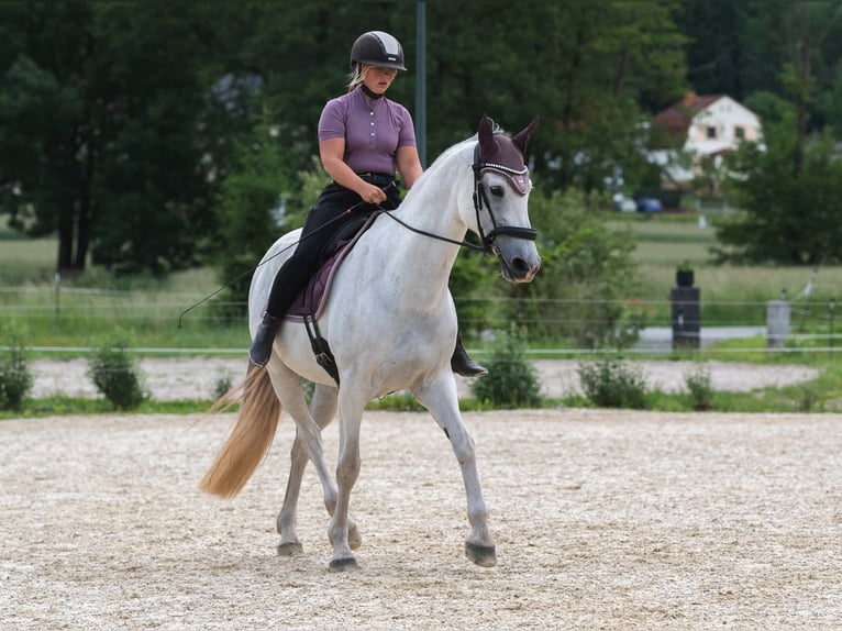Hungarian Sport Horse Mare 11 years 16 hh Gray in Langenorla