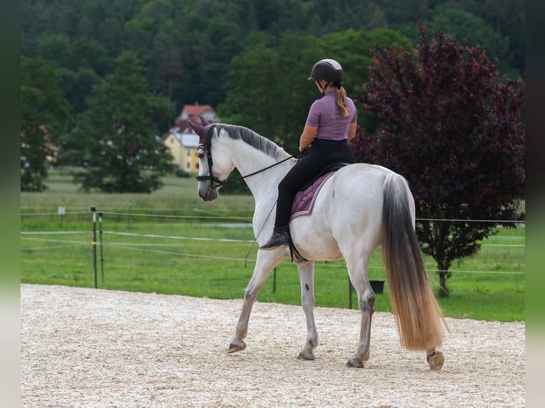 Hungarian Sport Horse Mare 11 years 16 hh Gray in Langenorla