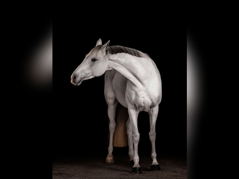 Hungarian Sport Horse Mare 11 years 16 hh Gray in Langenorla