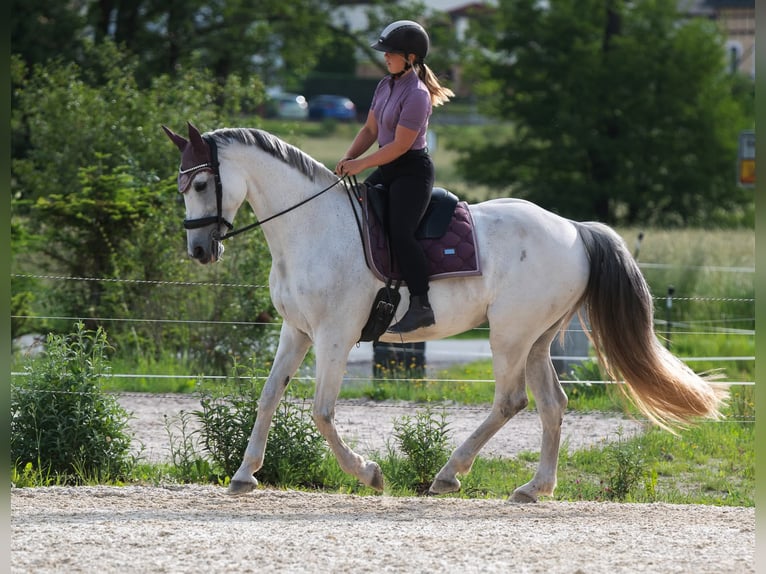 Hungarian Sport Horse Mare 11 years 16 hh Gray in Langenorla