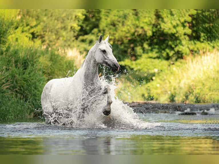 Hungarian Sport Horse Mare 11 years 16 hh Gray in Langenorla