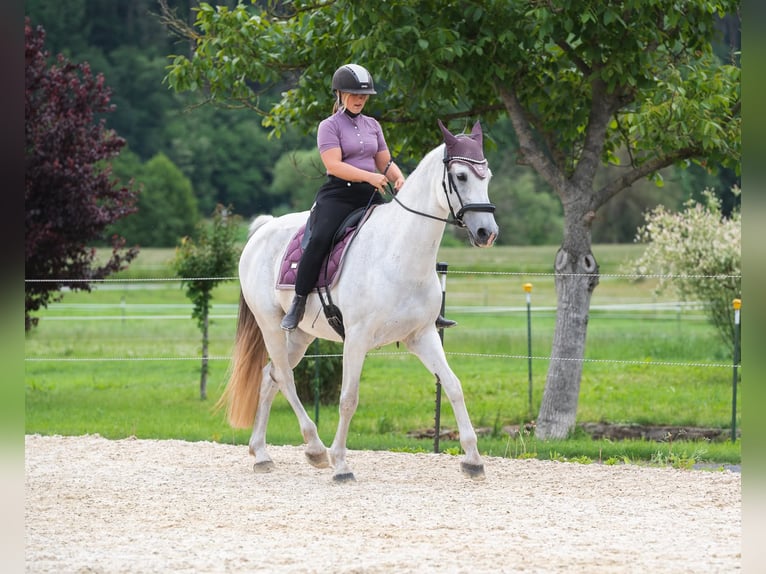 Hungarian Sport Horse Mare 11 years 16 hh Grey in Langenorla