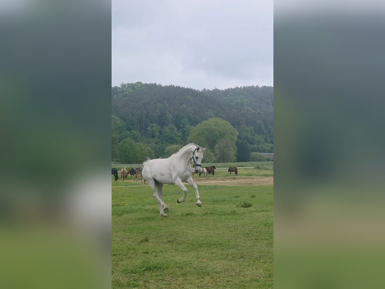 Hungarian Sport Horse Mare 11 years 16 hh Grey in Langenorla