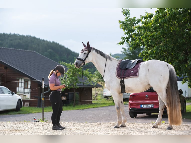 Hungarian Sport Horse Mare 11 years 16 hh Grey in Langenorla