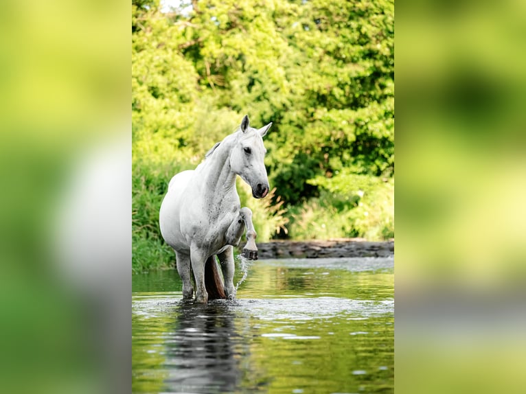Hungarian Sport Horse Mare 11 years 16 hh Grey in Langenorla