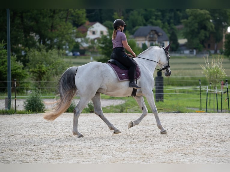 Hungarian Sport Horse Mare 11 years 16 hh Grey in Langenorla