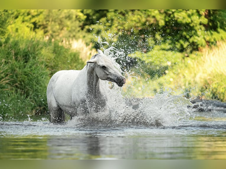 Hungarian Sport Horse Mare 11 years 16 hh Grey in Langenorla