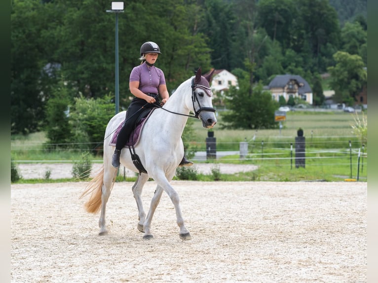 Hungarian Sport Horse Mare 11 years 16 hh Grey in Langenorla