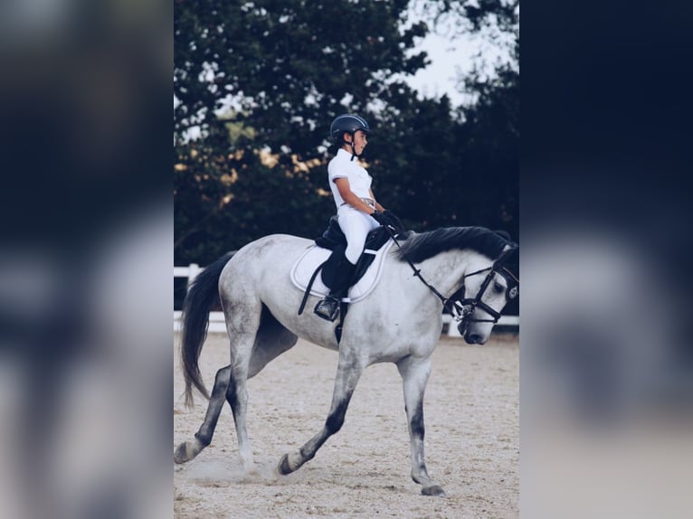 Hungarian Sport Horse Mix Mare 11 years 16 hh Grey in Colmenar Viejo