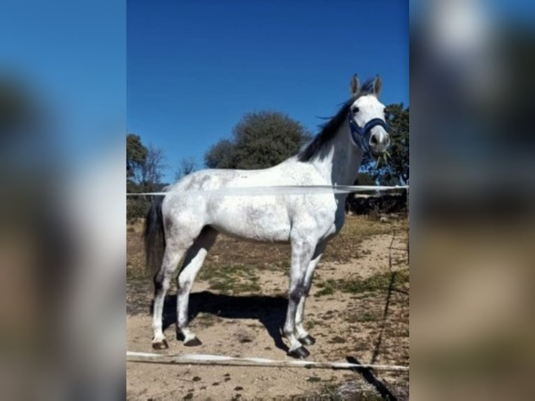 Hungarian Sport Horse Mix Mare 11 years 16 hh Grey in Colmenar Viejo