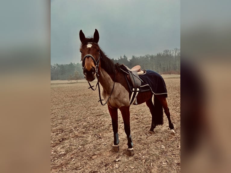 Hungarian Sport Horse Mare 11 years 16,3 hh Brown in Kassow