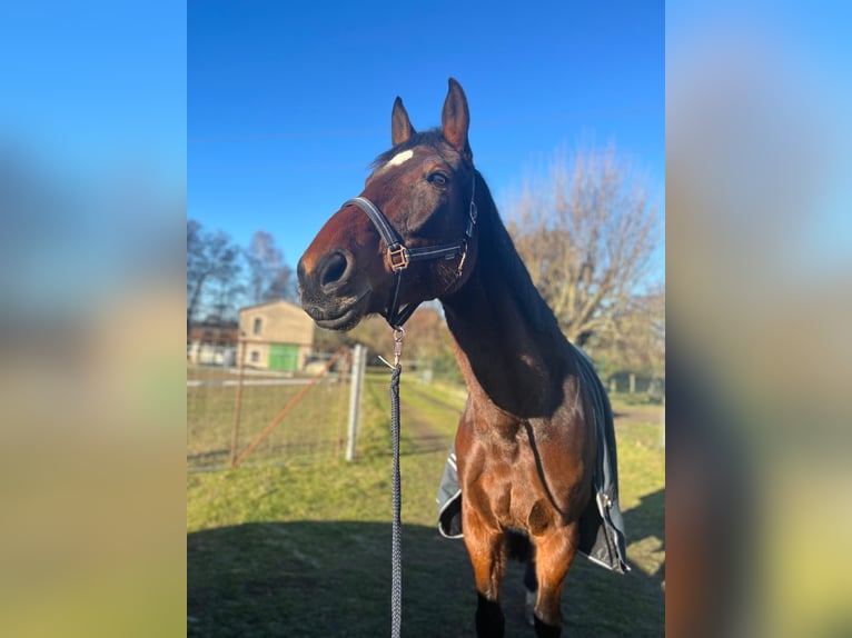 Hungarian Sport Horse Mare 11 years 16,3 hh Brown in Kassow