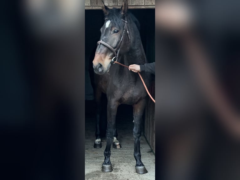 Hungarian Sport Horse Mix Mare 11 years 17,1 hh Bay-Dark in Győr