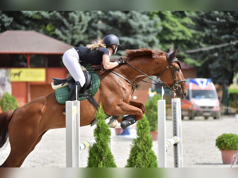 Hungarian Sport Horse Mare 11 years Chestnut in Piliscsév