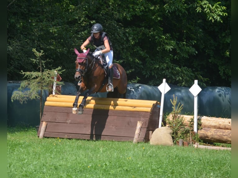 Hungarian Sport Horse Mare 12 years 12.2 hh Brown in FeistritzbergLangenwang