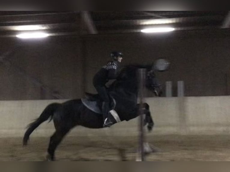 Hungarian Sport Horse Mix Mare 12 years 14,2 hh Smoky-Black in Konstanz