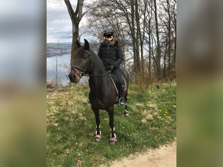 Hungarian Sport Horse Mix Mare 12 years 14,2 hh Smoky-Black in Konstanz