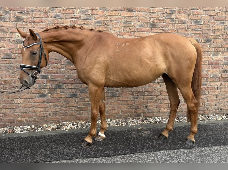 Hungarian Sport Horse Mare 12 years 15.3 hh Chestnut-Red in Niederkassel
