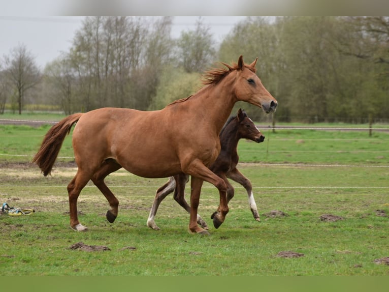 Hungarian Sport Horse Mare 12 years 16,1 hh Chestnut-Red in Legden