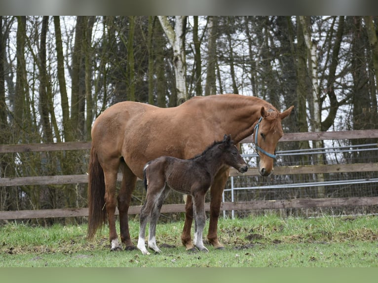Hungarian Sport Horse Mare 12 years 16,1 hh Chestnut-Red in Legden