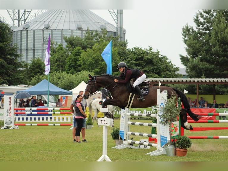 Hungarian Sport Horse Mare 12 years 16.1 hh Smoky-Black in Damm