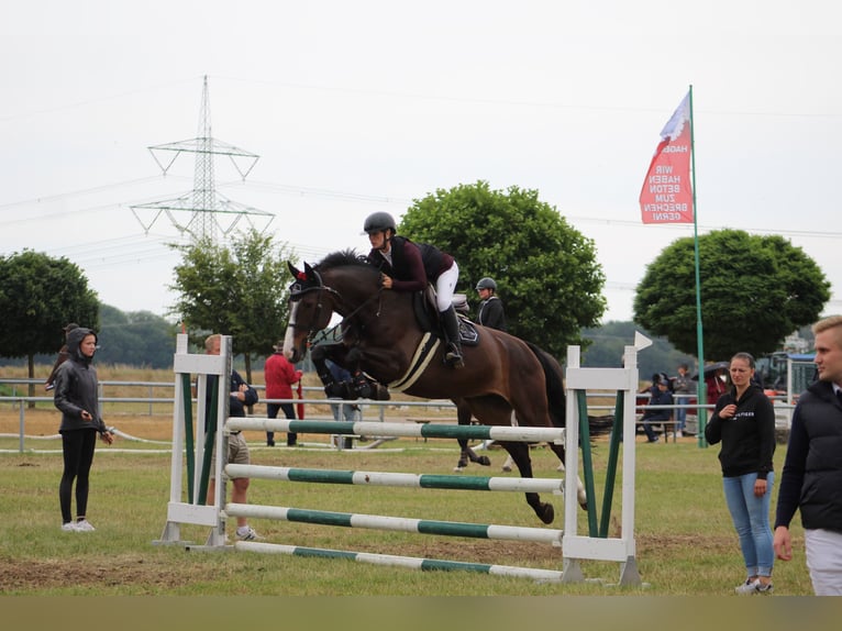 Hungarian Sport Horse Mare 12 years 16.1 hh Smoky-Black in Damm
