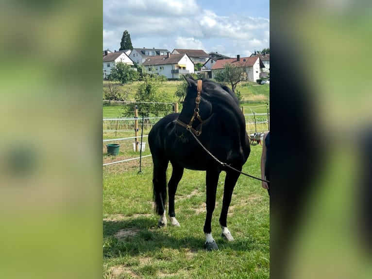 Hungarian Sport Horse Mare 12 years 16 hh Black in Großbottwar Hungarian Sport Horse Mare 12 years 16 hh Black in Großbottwar