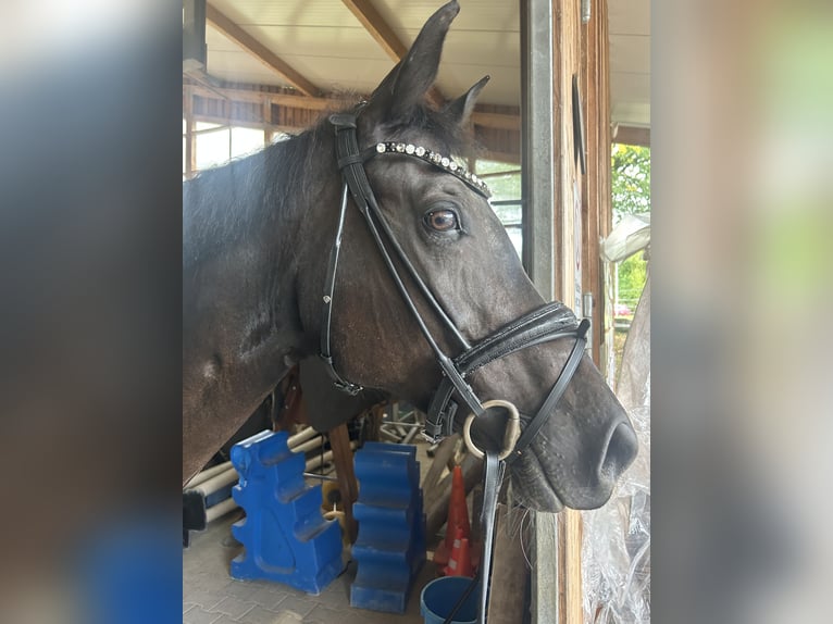 Hungarian Sport Horse Mare 12 years 16 hh Black in Großbottwar Hungarian Sport Horse Mare 12 years 16 hh Black in Großbottwar