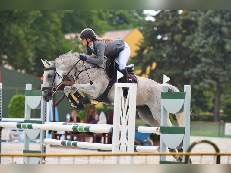 Hungarian Sport Horse Mare 12 years 16 hh Gray in Békéscsaba