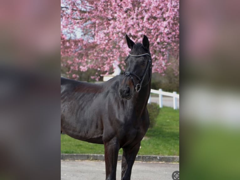 Hungarian Sport Horse Mare 12 years 16,1 hh Black in Großbottwar Hungarian Sport Horse Mare 12 years 16,1 hh Black in Großbottwar