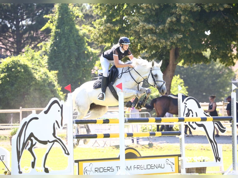 Hungarian Sport Horse Mare 12 years 16,1 hh Gray in Breitenfurt bei Wien