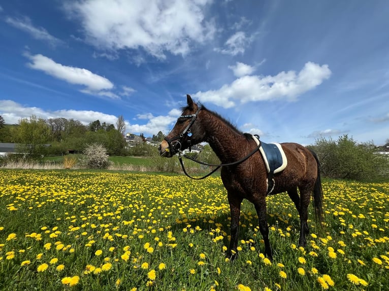 Hungarian Sport Horse Mare 13 years 12.1 hh Brown in Dörflingen