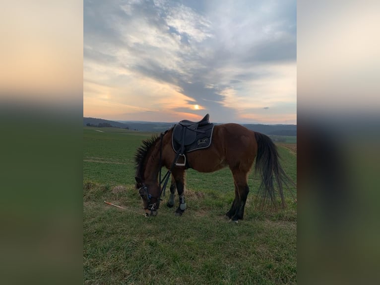 Hungarian Sport Horse Mare 13 years 12.1 hh Brown in Dörflingen