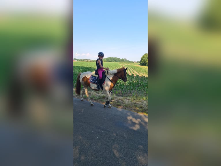 Hungarian Sport Horse Mare 13 years 12 hh Pinto in Neuenkirchen