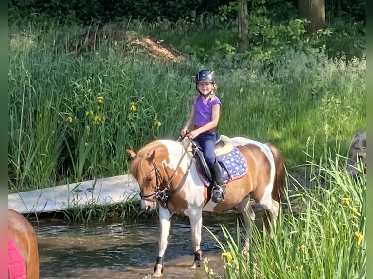 Hungarian Sport Horse Mare 13 years 12 hh Pinto in Neuenkirchen