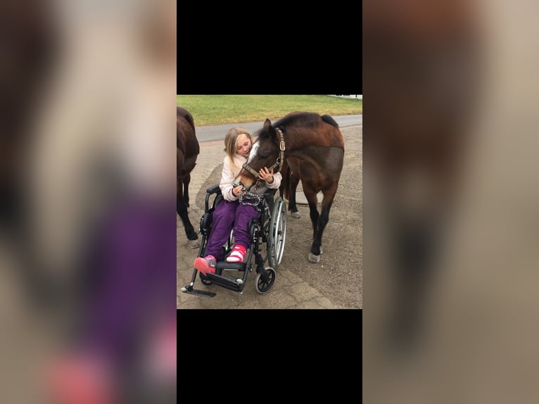 Hungarian Sport Horse Mare 13 years 12,1 hh Brown in Dörflingen