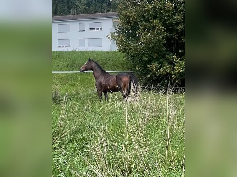 Hungarian Sport Horse Mare 13 years 12,1 hh Brown in Dörflingen