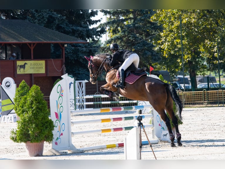 Hungarian Sport Horse Mare 13 years 16,2 hh Brown in Pannonhalma