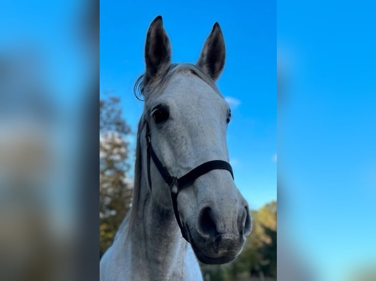 Hungarian Sport Horse Mare 13 years 16,2 hh Gray in Werne