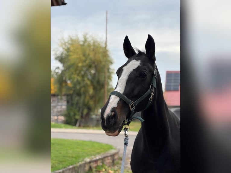 Hungarian Sport Horse Mare 13 years 16 hh Bay-Dark in Wadern