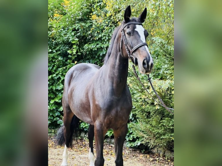 Hungarian Sport Horse Mare 13 years 16 hh Bay-Dark in Wadern