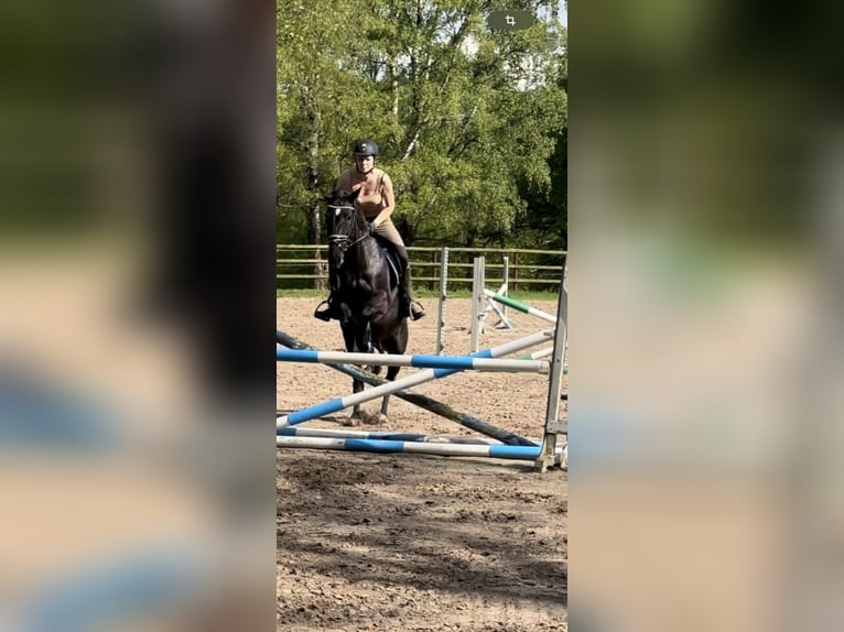 Hungarian Sport Horse Mare 13 years 16 hh Black in Dahlenburg