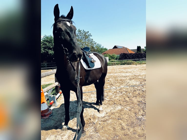 Hungarian Sport Horse Mare 13 years 16 hh Black in Dahlenburg