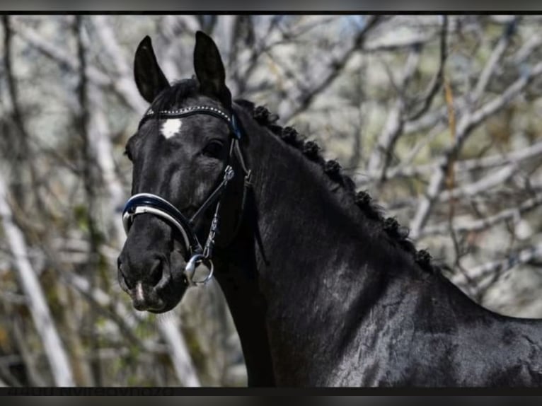 Hungarian Sport Horse Mare 13 years 16 hh Black in Dahlenburg