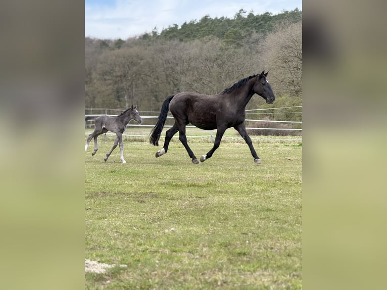 Hungarian Sport Horse Mare 13 years 16 hh Black in Dahlenburg